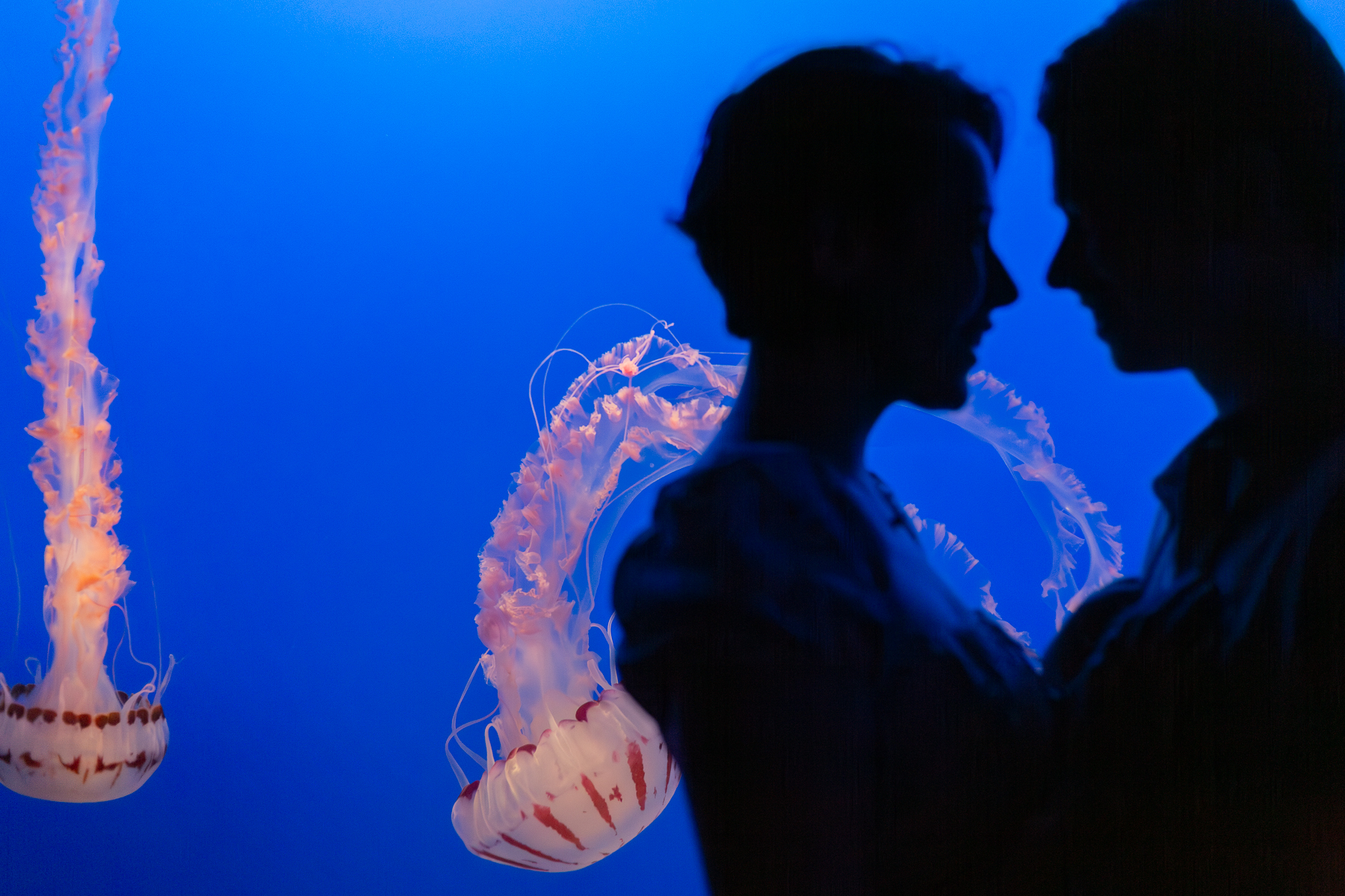queer couple photoshoot aquarium jellyfish