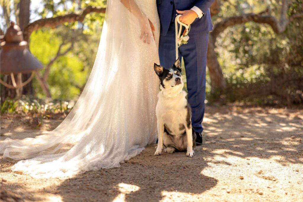 A dog with a couple during their first look photo