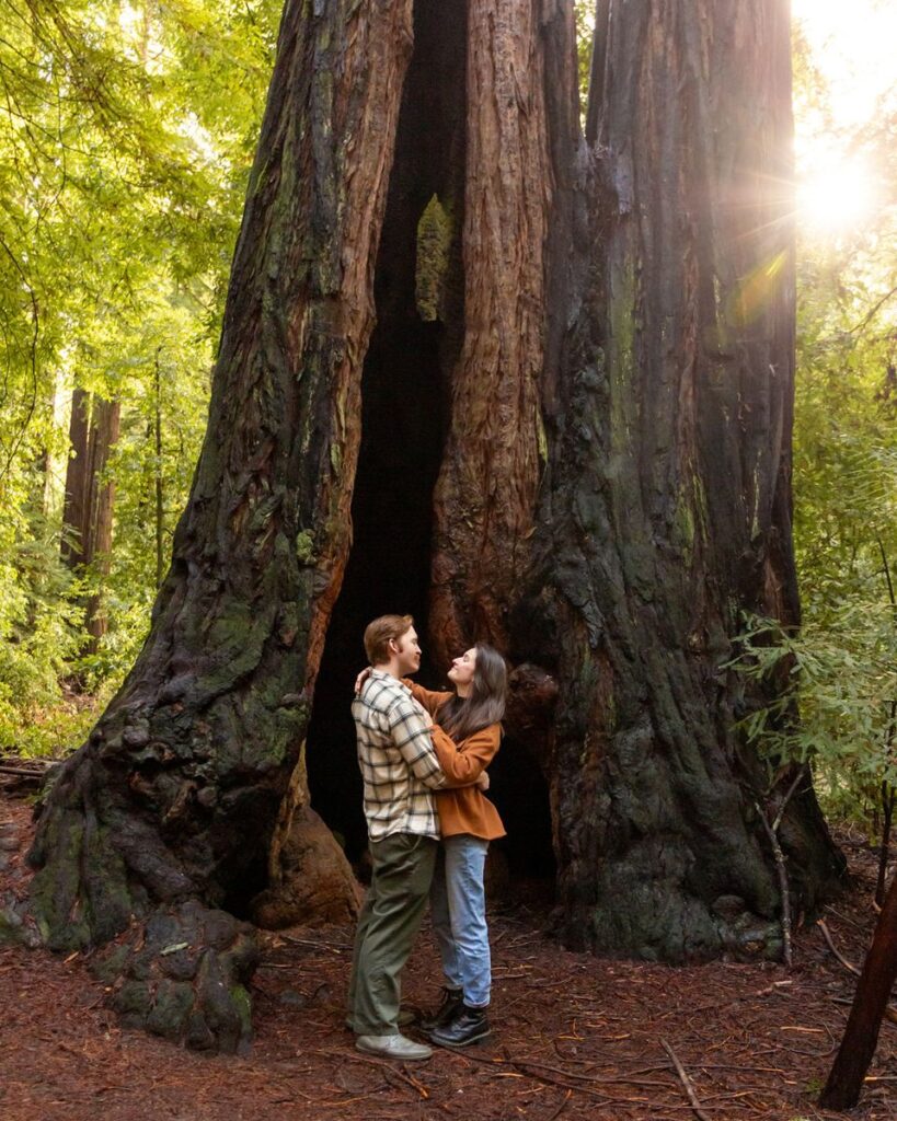 A couple having their Santa Cruz engagement photos under a massive tree