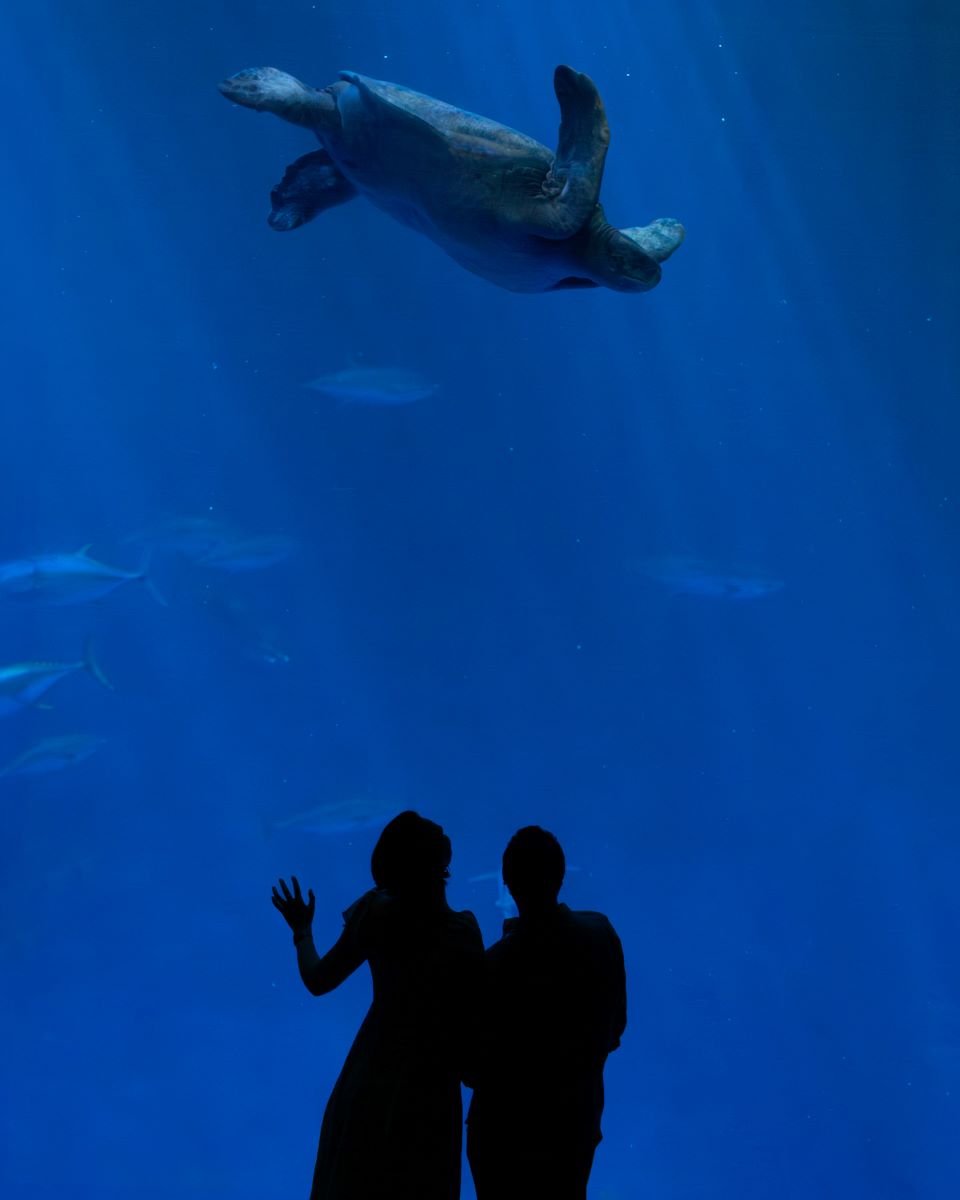 Couple looking at a sea turtle at the Monterey Bay Aquarium  