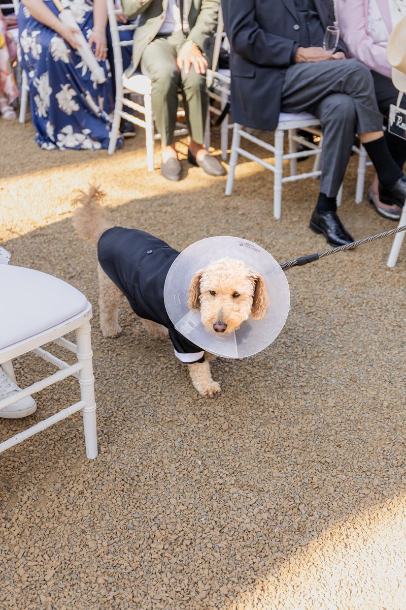 a dog walking down a wedding aisle