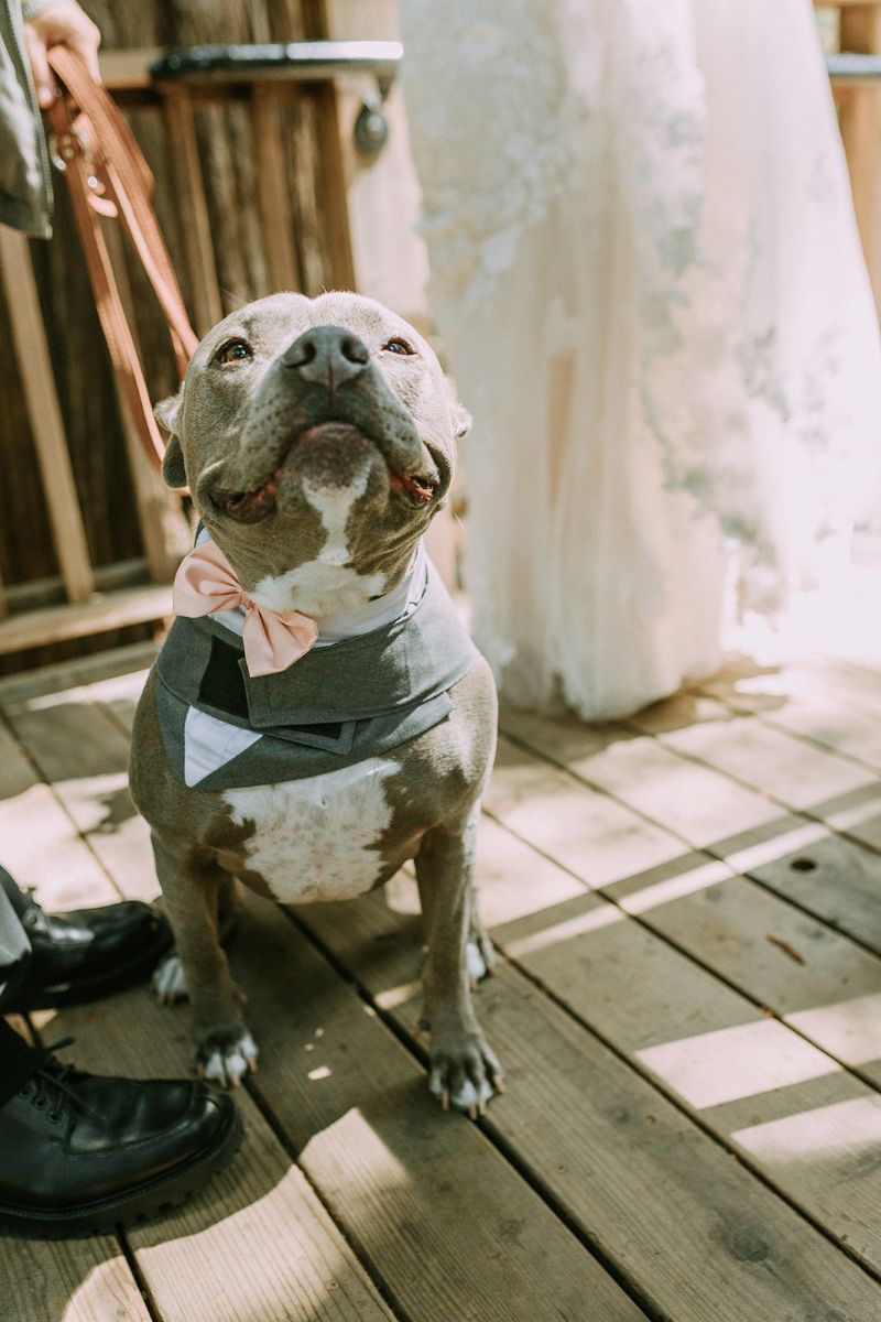 a dog dressed for a wedding with a gray tux and pink bow
