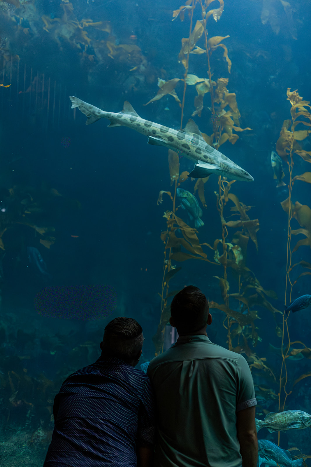 a queer couple taking engagement photos inside the monterey bay aquarium they are watching the fish swim by through the glass 