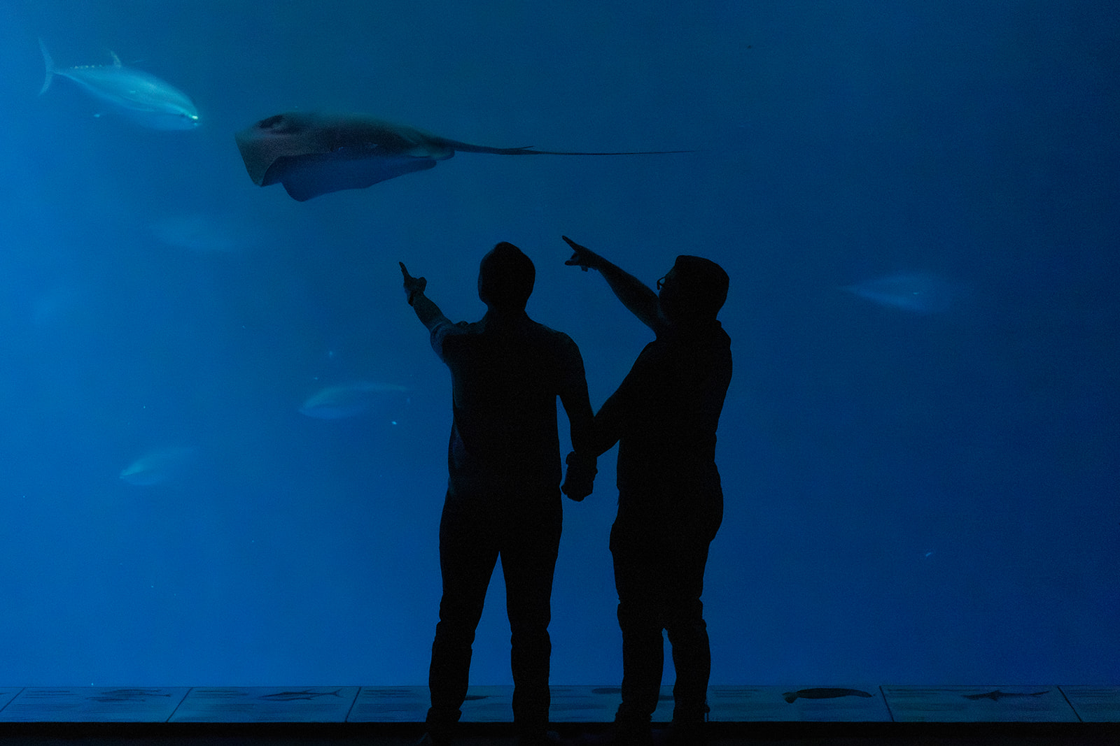 a queer couple taking engagement photos inside of the monterey bay aquarium they are both holding hands and are pointing at the manta rays swimming by