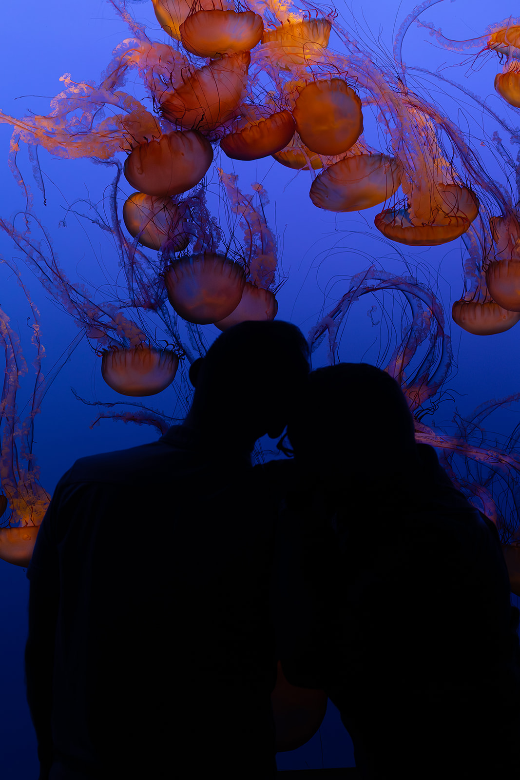 a queer couple taking aquarium engagement photos at the monterey bay aquarium together they are looking at the jellyfish through the glass 